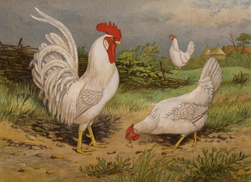 White Leghorns by Harrison William Weir