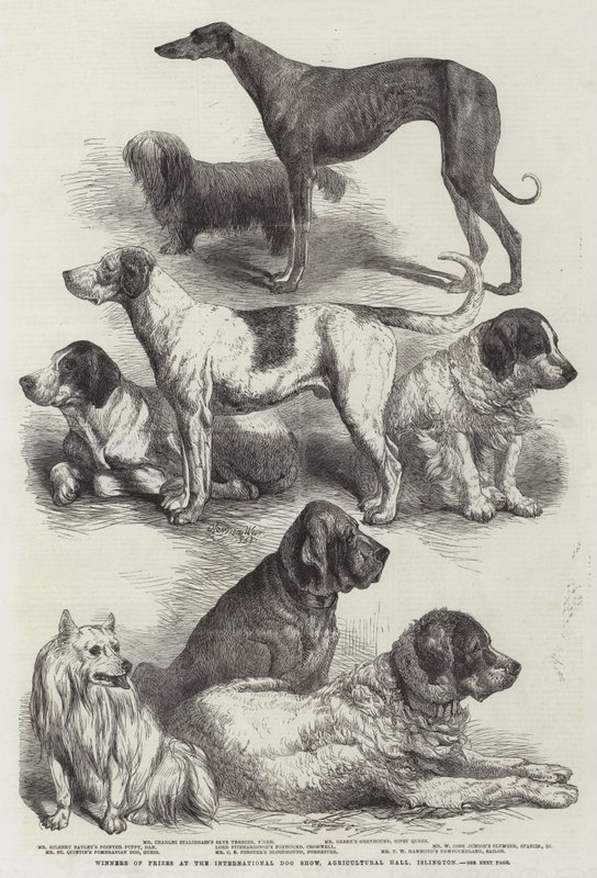 Winners of Prizes at the International Dog Show, Agricultural Hall, Islington by Harrison William Weir