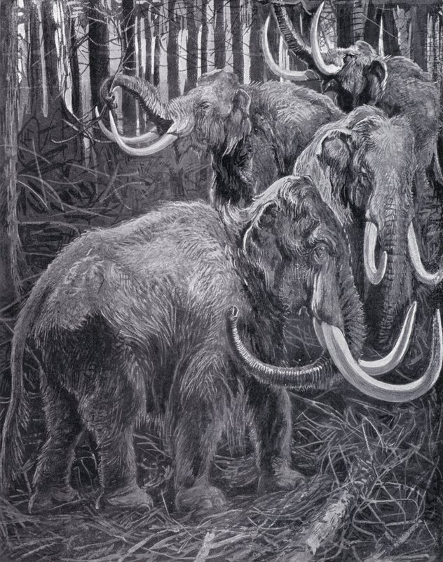 Mammoths by Harry Hamilton (after) Johnston