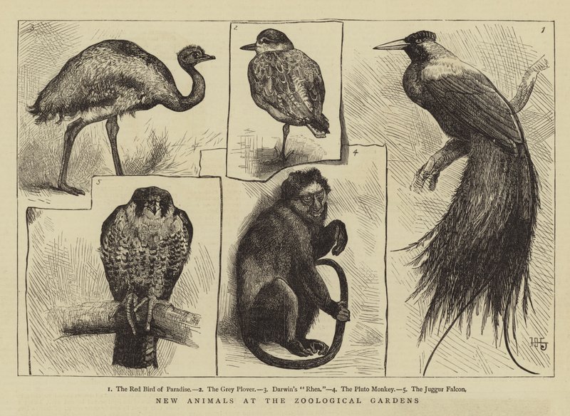 New Animals at Zoological Gardens by Harry Hamilton Johnston