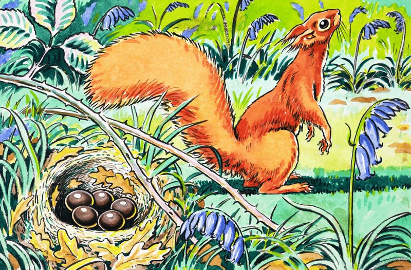 Little Red Squirrel by Harry M. Pettit