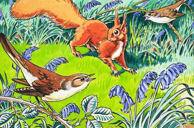 Little Red Squirrel by Harry M. Pettit