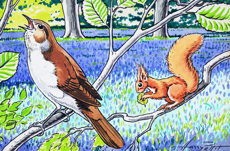 Little Red Squirrel by Harry M. Pettit