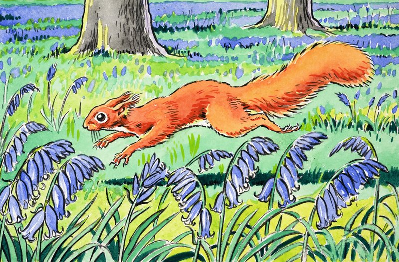Little Red Squirrel by Harry M. Pettit