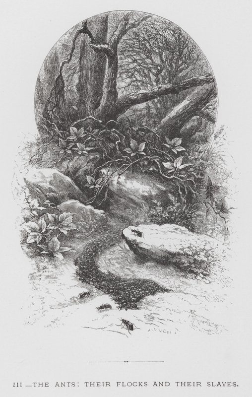 The Insect: The Ants, their Flocks and their Slaves by Hector Giacomelli
