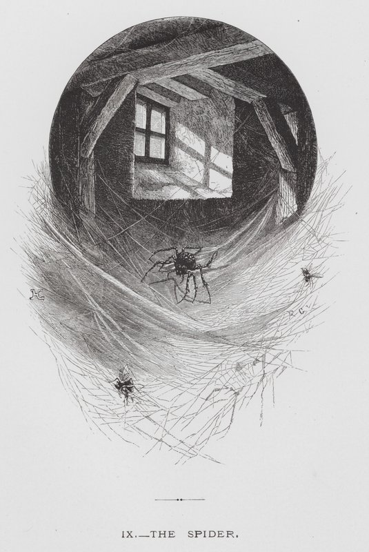 The Insect: The Spider by Hector Giacomelli