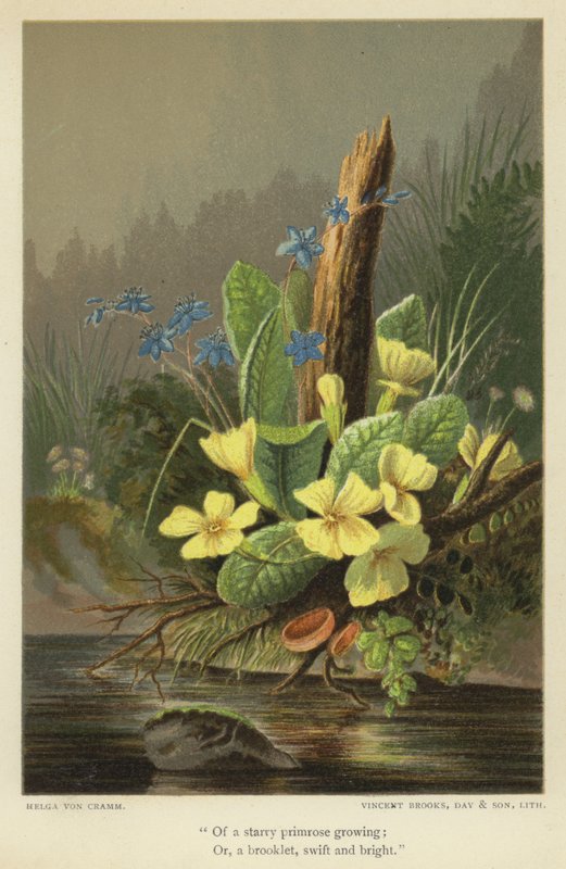 Of a Starry Primrose Growing; Or, a Brooklet, Swift and Bright by Helga von Cramm