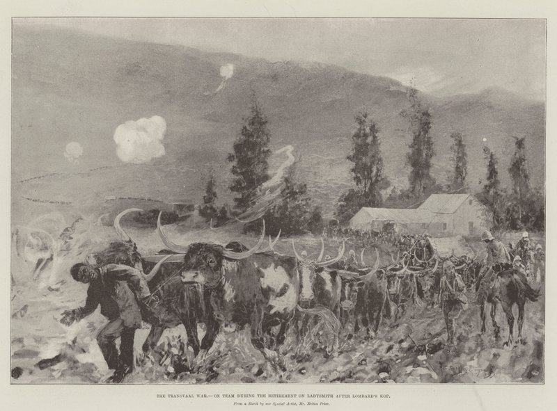 The Transvaal War, Ox Team During the Retirement on Ladysmith After Lombard