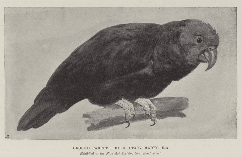 Ground Parrot by Henry Stacey Marks