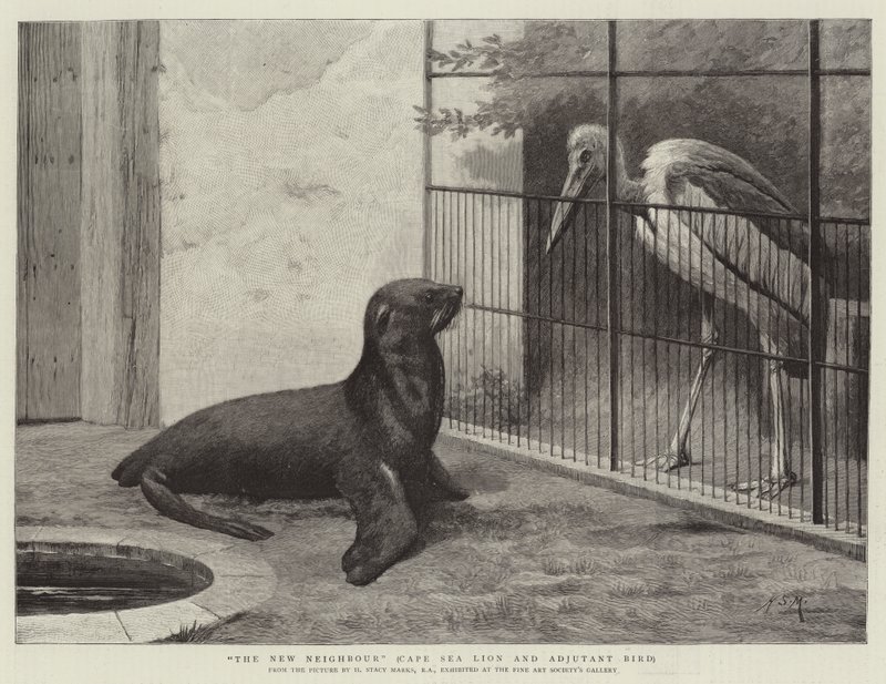 The New Neighbour, Cape Sea Lion and Adjutant Bird by Henry Stacey Marks