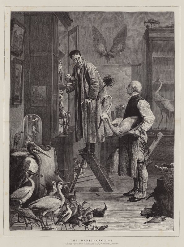 The Ornithologist by Henry Stacey Marks