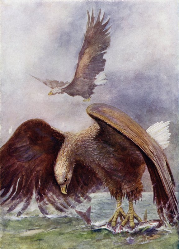 A Sea Eagle Fishing by Henry Charles Seppings Wright