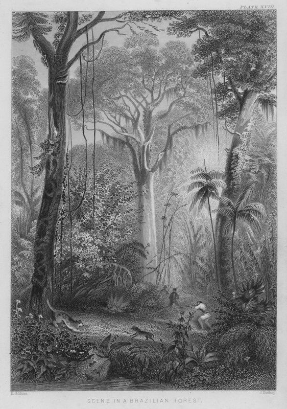 Scene in a Brazilian Forest by Henry George (after) Hine
