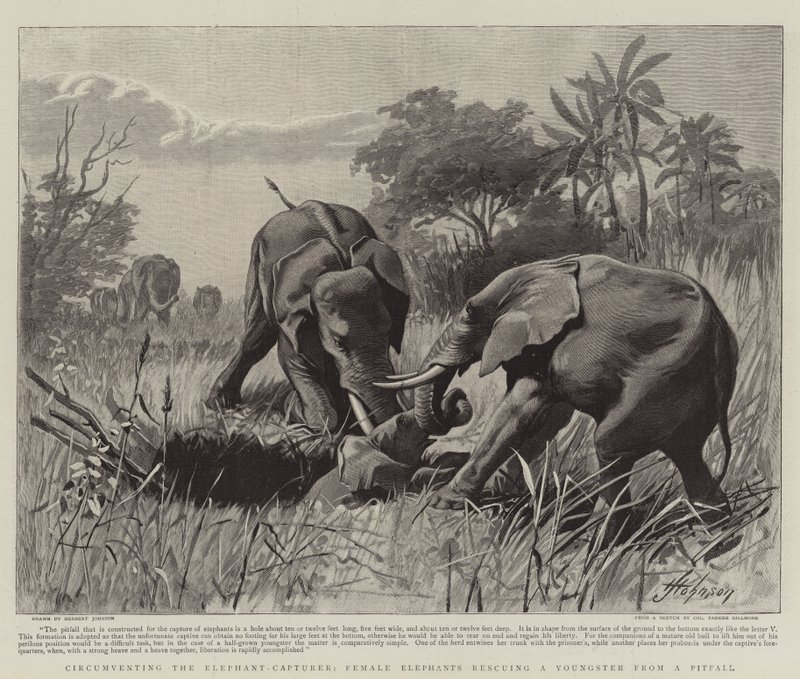 Circumventing, the Elephant-Capturer, Female Elephants Rescuing a Youngster from a Pitfall by Herbert Johnson