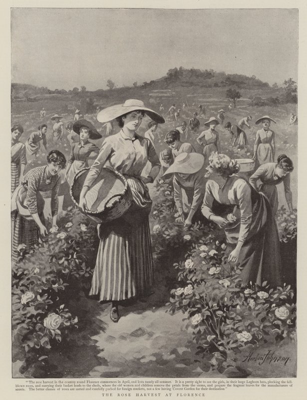 The Rose Harvest at Florence by Herbert Johnson