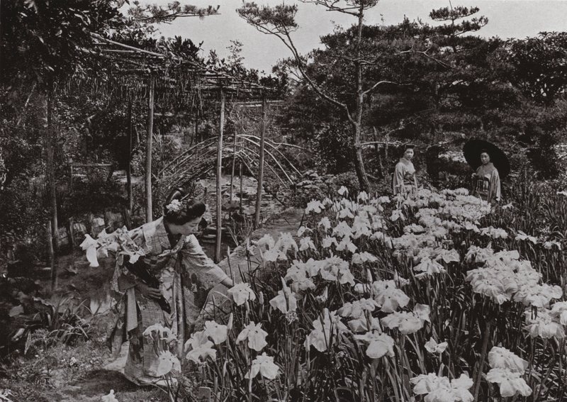 At Iris Garden at Hori-kiri by Herbert Ponting