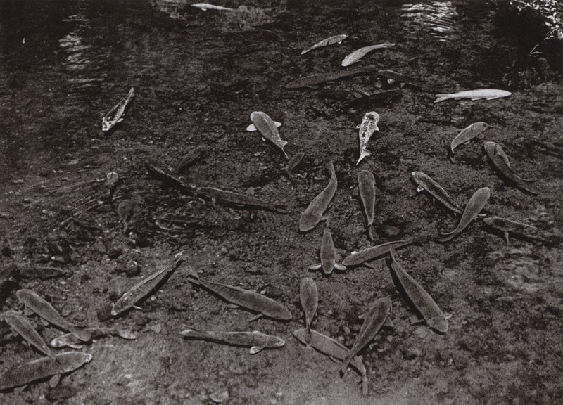 Carp in the Lake at Kumamoto by Herbert Ponting