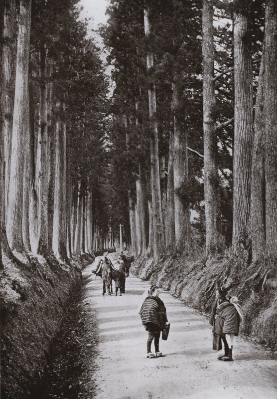 The Cryptomerias Avenue at Nikko by Herbert Ponting