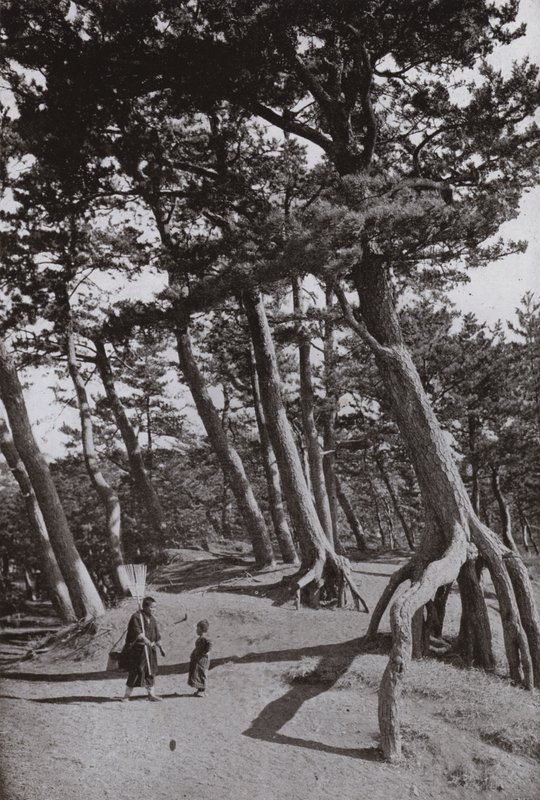 The Pines of Shizu-ura by Herbert Ponting