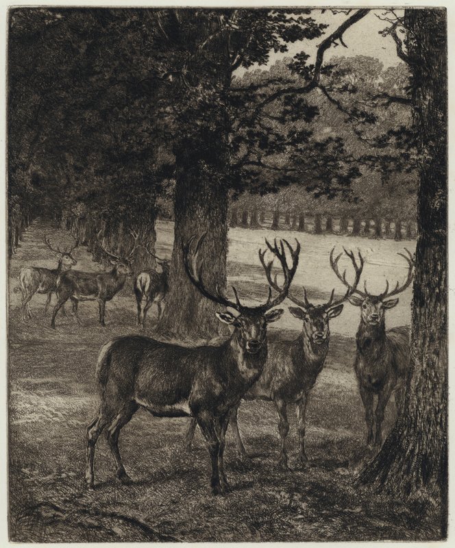Deer in Windsor Park (engraving) by Heywood (after) Hardy