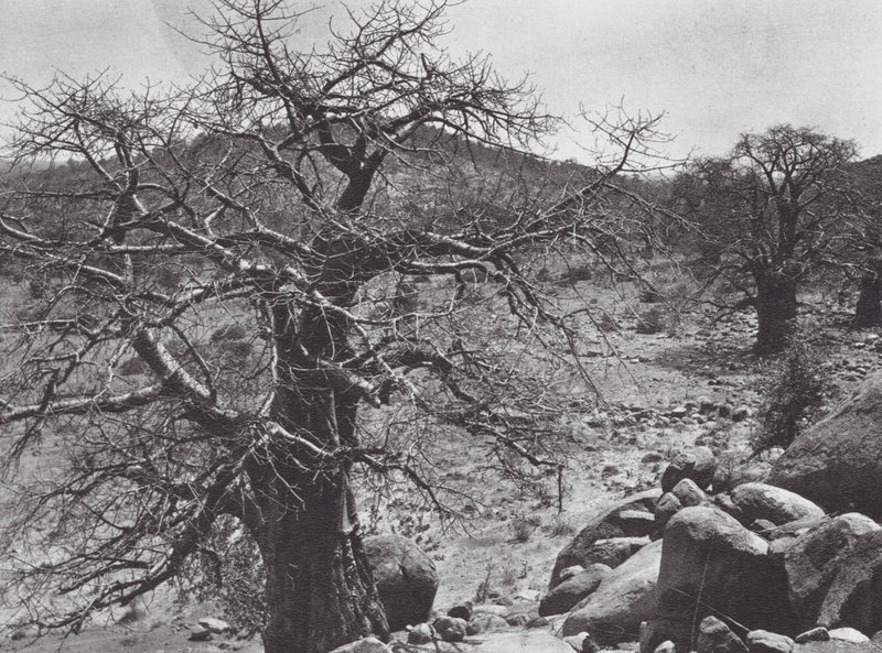 Africa: Baobab Tree, Dar Nuba by Hugo Adolf Bernatzik