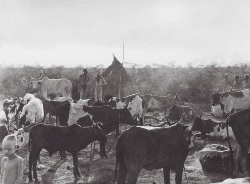 Africa: Cattle kraal on bank of the Bahr el Zeraf by Hugo Adolf Bernatzik