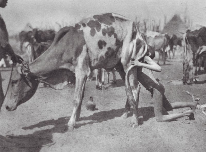 Africa: Northern Dinka Blowing a Cow by Hugo Adolf Bernatzik