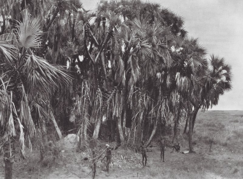 Africa: Nuer hunters in a palm-wood by Hugo Adolf Bernatzik