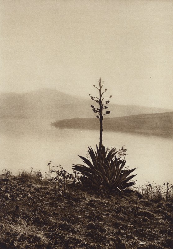 Mexico: Shore of Lake Chapala with flowering agaves by Hugo Brehme