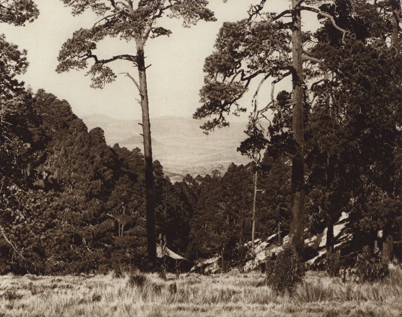 Mexico: Wild Panorama at the Foot of Pico de Orizaba by Hugo Brehme