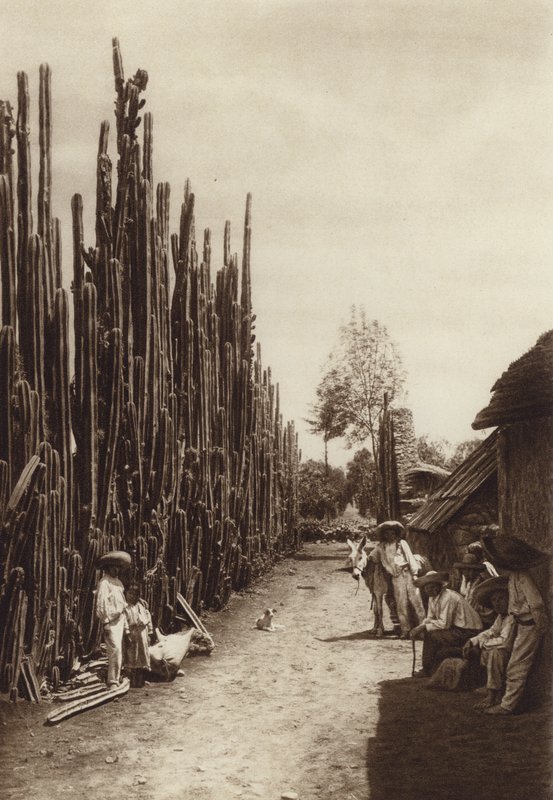Mexico: Santiago, Characteristic Village Street with Columnar Cacti by Hugo Brehme