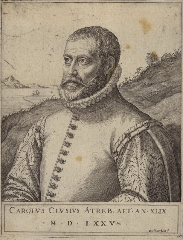 Portrait of Carolus Clusius by Italian School