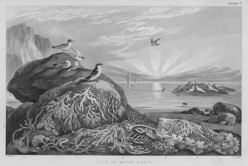 Algae or Marine Plants by J. (after) Stewart