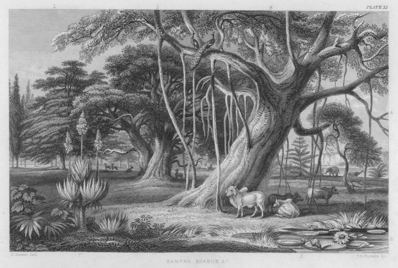 Banyan, Boabob etc by J. (after) Stewart