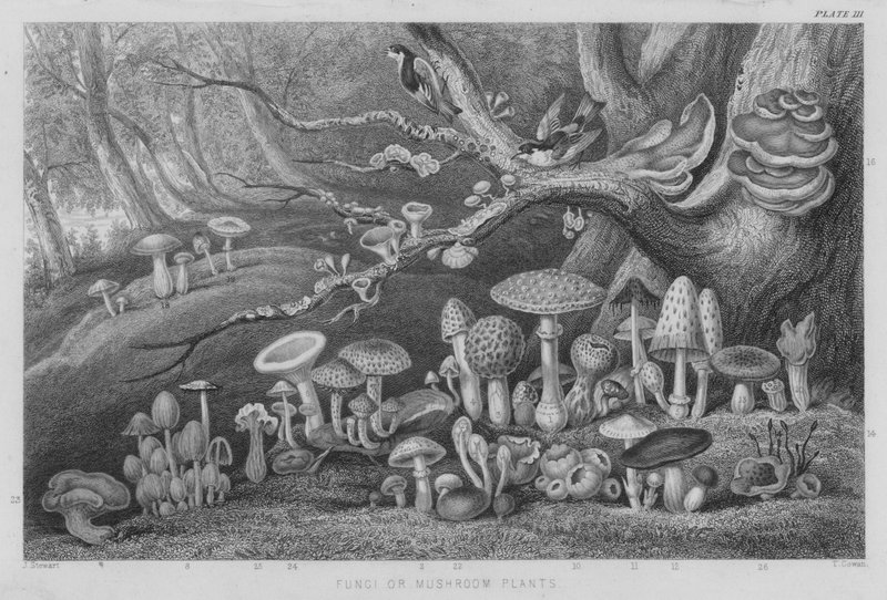 Fungi or Mushroom Plants by J. (after) Stewart
