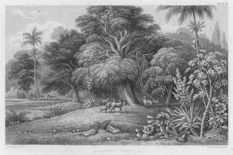 Ornamental Plants etc by J. (after) Stewart