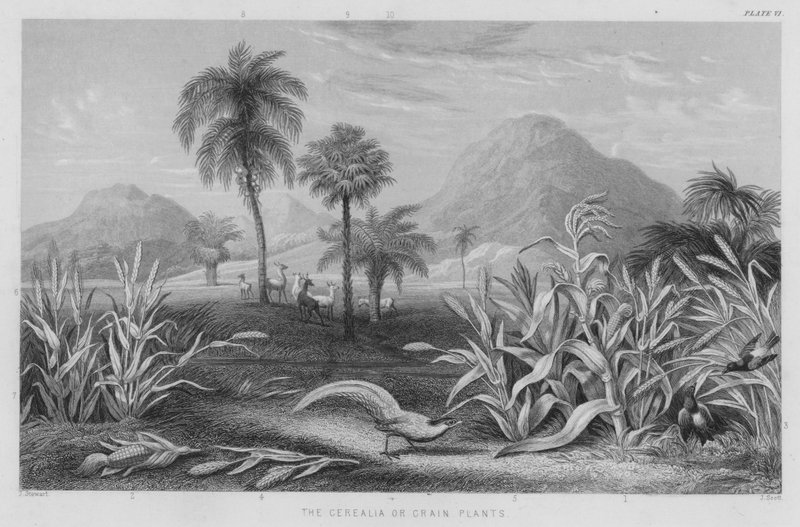 The Cerealia or Grain Plants by J. (after) Stewart