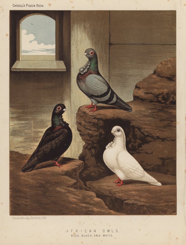 Pigeons: African Owls, Blue, Black, and White by J. W. (after) Ludlow