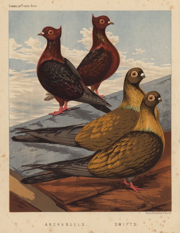 Pigeons: Archangels; Swifts by J. W. (after) Ludlow