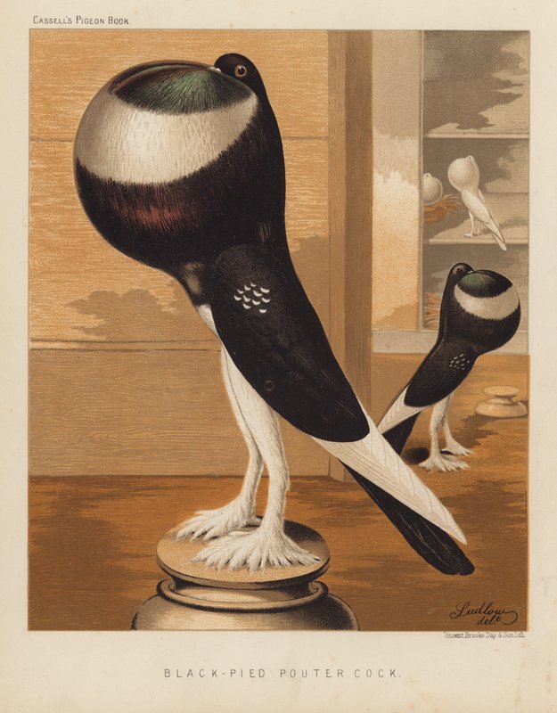 Pigeons: Black-Pied Pouter Cock by J. W. (after) Ludlow
