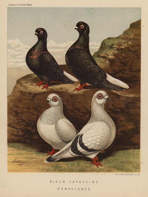 Pigeons: Black Capuchins; Damascenes by J. W. (after) Ludlow