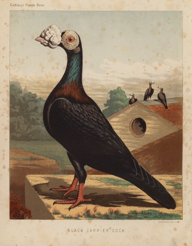 Pigeons: Black Carrier Cock by J. W. (after) Ludlow