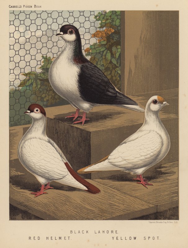 Pigeons: Black Lahore; Red Helmet; Yellow Spot by J. W. (after) Ludlow