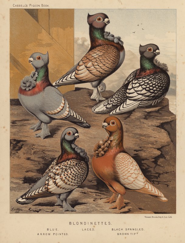 Pigeons: Blondinettes, Blue, Laced, Black Spangled, Arrow Pointed, Brown Tipped by J. W. (after) Ludlow