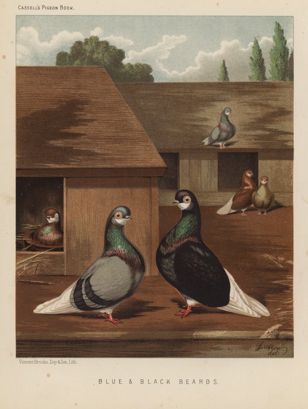 Pigeons: Blue and Black Beards by J. W. (after) Ludlow