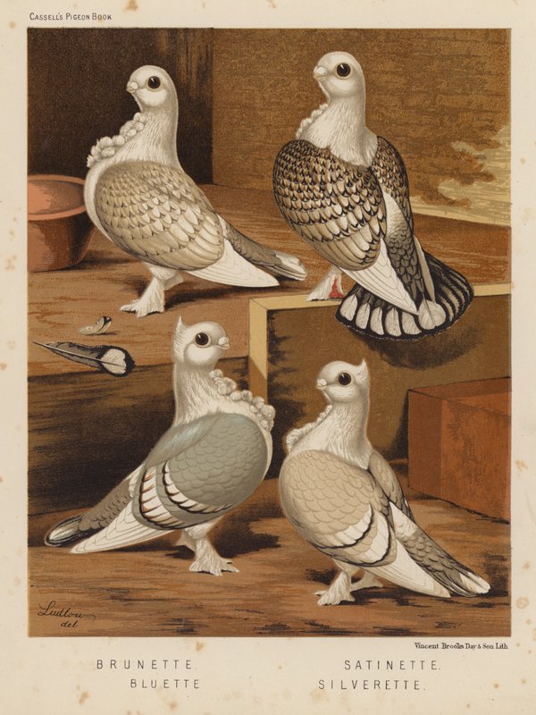 Pigeons: Brunette; Satinette; Bluette; Silverette by J. W. (after) Ludlow