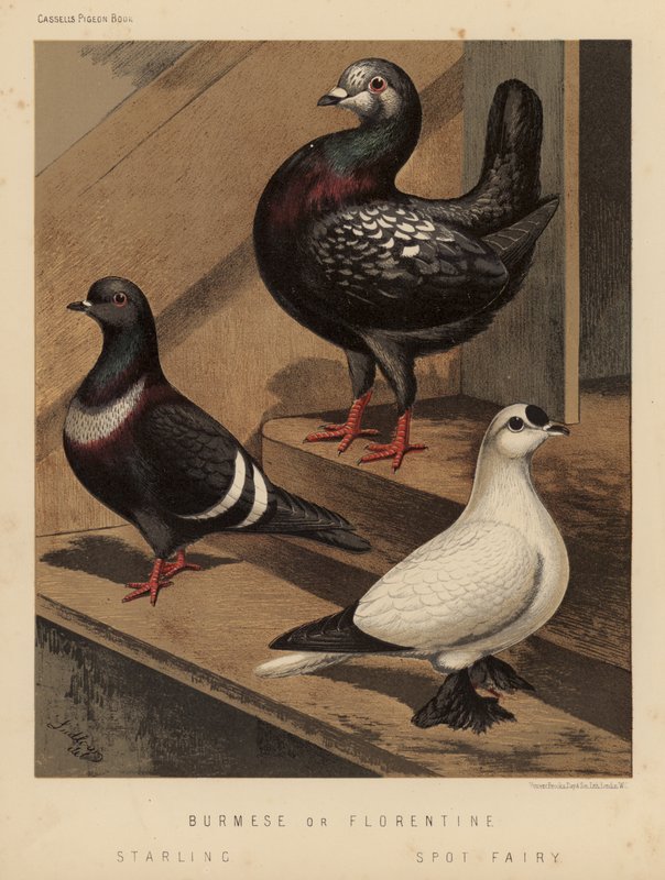 Pigeons: Burmese or Florentine; Starling; Spot Fairy by J. W. (after) Ludlow