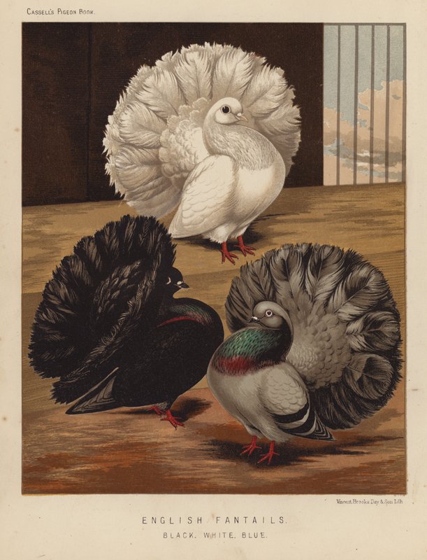 Pigeons: English Fantails, Black, White, Blue by J. W. (after) Ludlow