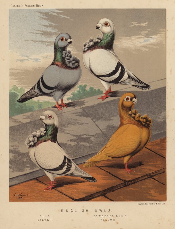 Pigeons: English Owls, Blue, Powdered Blue, Silver, Yellow by J. W. (after) Ludlow
