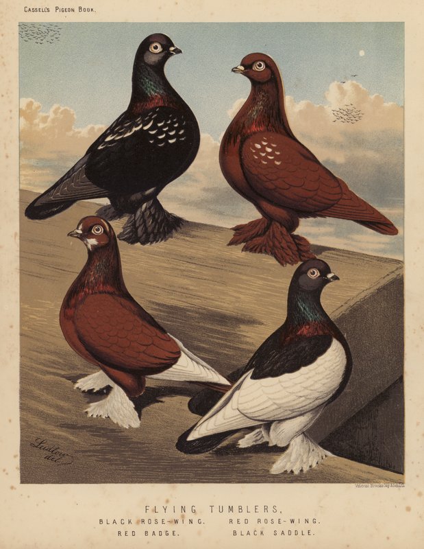 Pigeons: Flying Tumblers, Black Rose-Wing, Red Rose-Wing, Red Badge, Black Saddle by J. W. (after) Ludlow